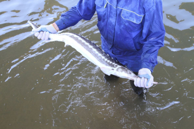 За чей счёт модернизируют Атырауский осетровый завод?