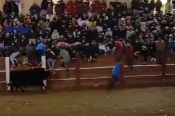 На корриде в Испании бык насмерть забодал человека впервые за 40 лет