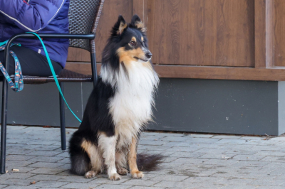 Владельцам собак рассказали, как определить непрофессионального кинолога