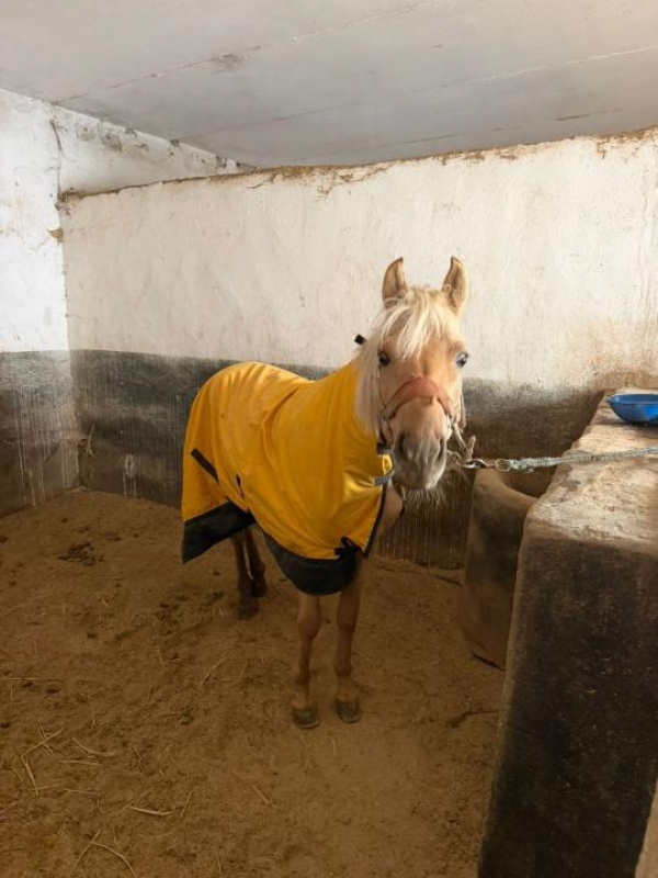 В Алматы обеспечили комфортные условия для лошадей, занятых в реабилитации и спорте