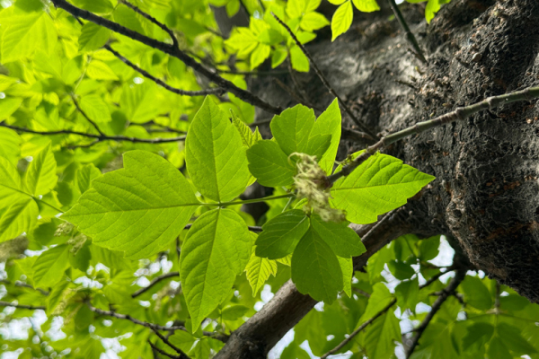 Убийственное дерево: чем опасен американский клен и как от него избавиться