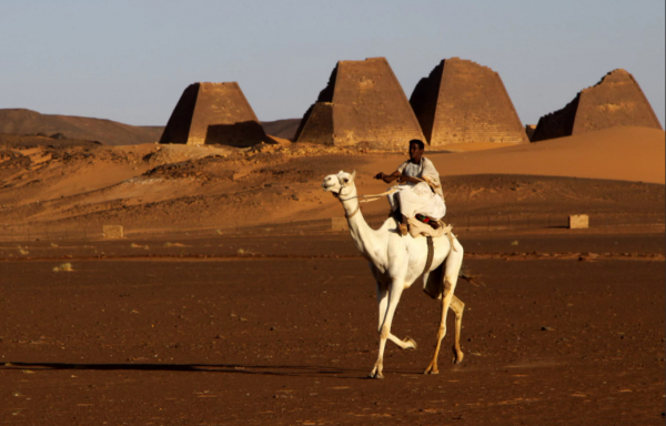 DM: в Омане дисквалифицировали 20 верблюдиц с конкурса красоты из-за ботокса