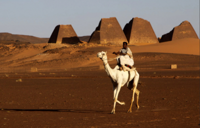 DM: в Омане дисквалифицировали 20 верблюдиц с конкурса красоты из-за ботокса