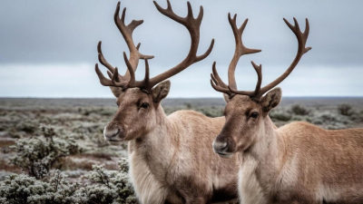 &laquo;Миллион &ndash; не так и много&raquo;: в Mash Paradox узнали, как живут оленеводы в тундре