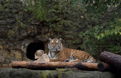 Россиянин пострадал при нападении тигра и засудил глэмпинг в Хабаровском крае