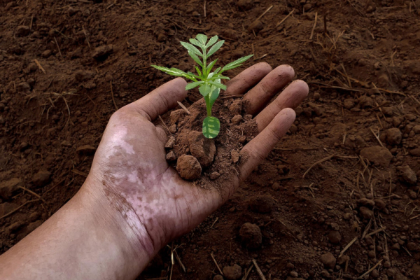 Начинающим садоводам назвали лучшее время для посадки рассады