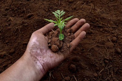 Начинающим садоводам назвали лучшее время для посадки рассады
