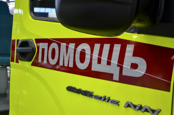 Под Красноярском стая собак едва не загрызла маленькую девочку