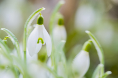 Россиянам напомнили о штрафах за сбор подснежников и ландышей