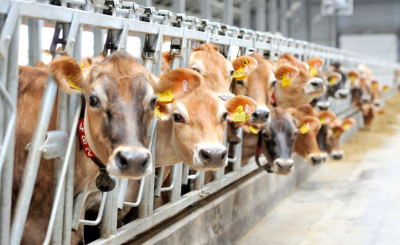 Правила субсидирования животноводства изменили в Казахстане
