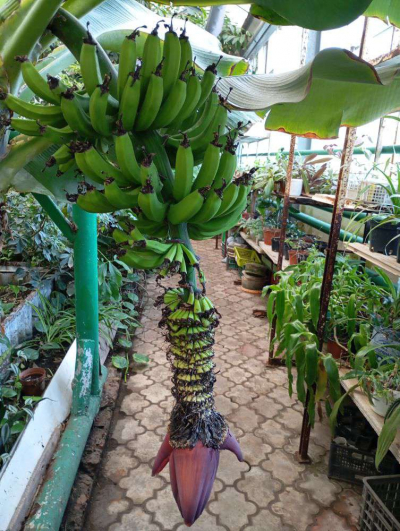 На севере поспели... бананы