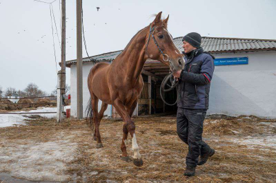 Костанайскую породу спасет алматинский конезавод