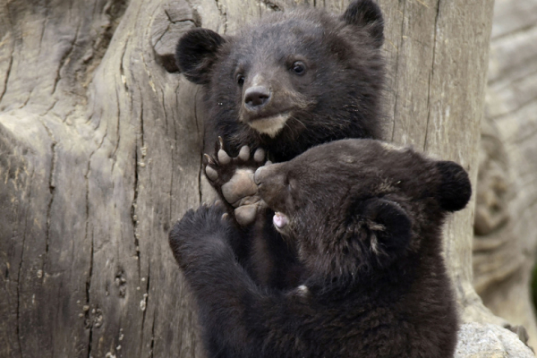 Волонтерам пришлось &laquo;усыновить&raquo; медвежат-сирот