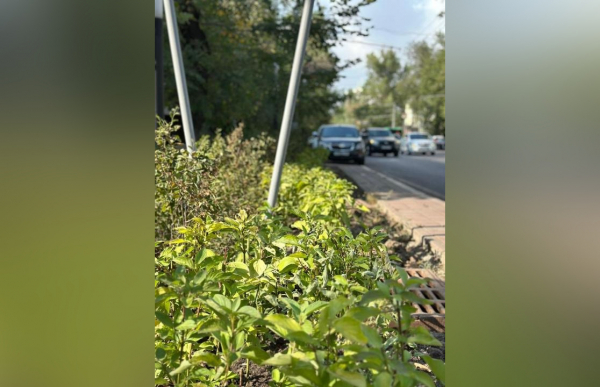 В Алматы продолжается развитие зелёных общественных пространств