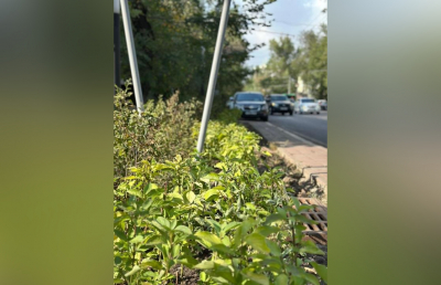 В Алматы продолжается развитие зелёных общественных пространств