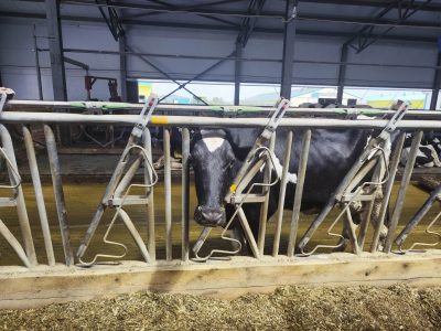 Жителям Новосибирской области, лишившимся скота, назначили соцвыплаты