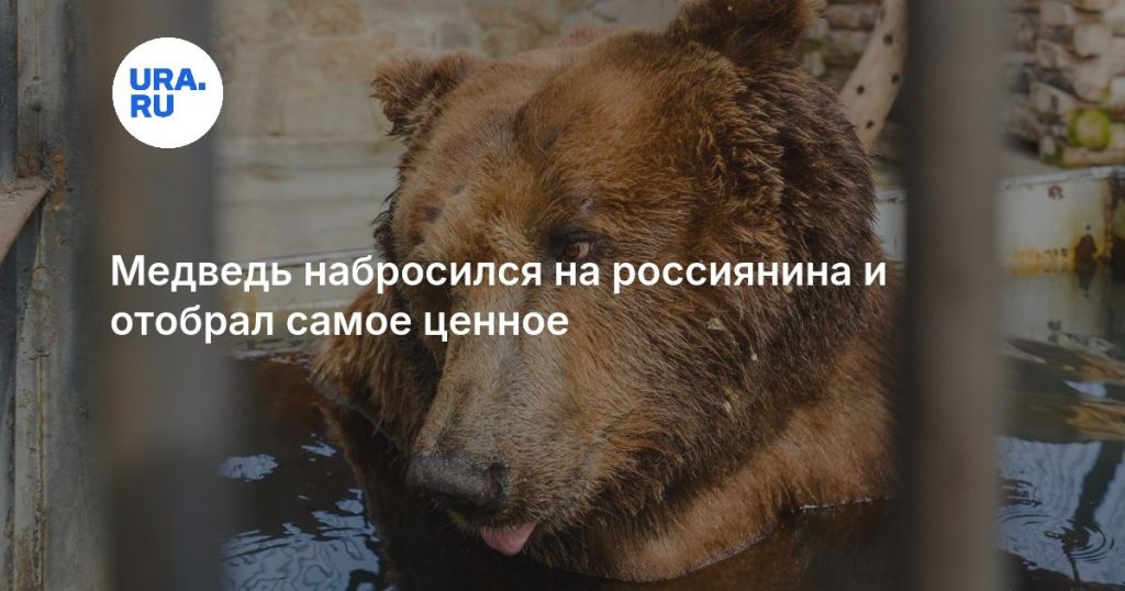 Медведь набросился на россиянина и отобрал самое ценное