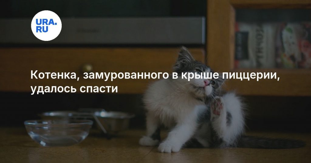 Котенка, замурованного в крыше пиццерии, удалось спасти