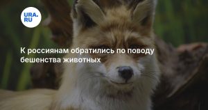 К россиянам обратились по поводу бешенства животных