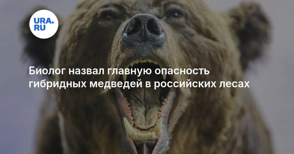 Биолог назвал главную опасность гибридных медведей в российских лесах