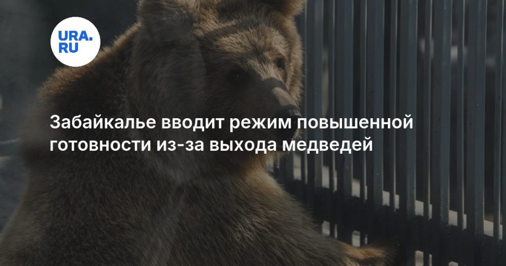 Забайкалье вводит режим повышенной готовности из-за выхода медведей