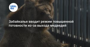 Забайкалье вводит режим повышенной готовности из-за выхода медведей