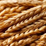 Польша и Румыния отказались наращивать транзит украинского зерна