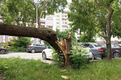 Дерево упало на самарскую школьницу: возбуждено уголовное дело
