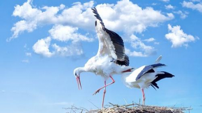 В Калужской области появился первый в этом году аист