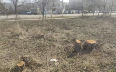 Народный репортер. Деревья вырубают повсеместно в Актобе